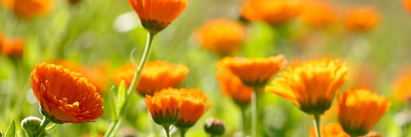 Weleda Profile Banner