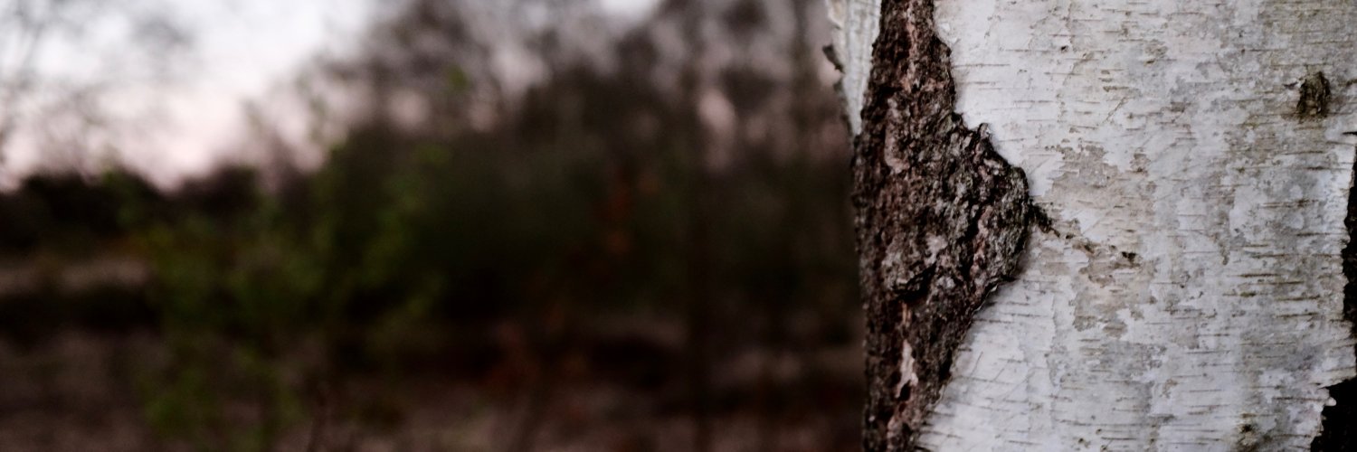 Rosalind Scanlon banner