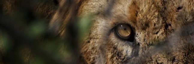 LazBerkk's profile banner image