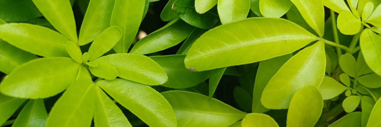 ctechv's profile banner image