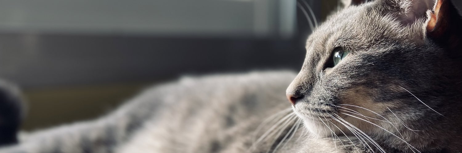 thomyguycha14's profile banner image