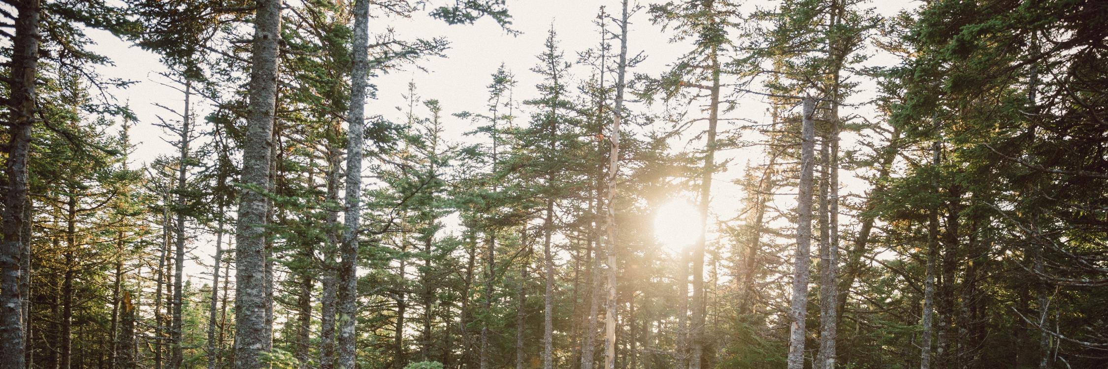 Danielle Somerton banner