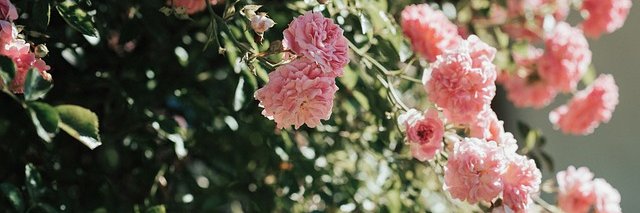 chicosunsun's profile banner image