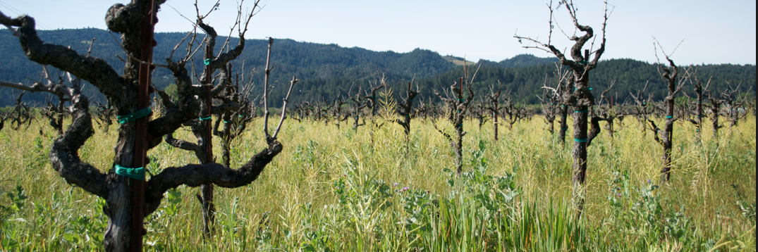 tvinewinery's profile banner image