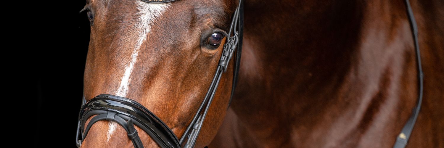 Ilsevanhorsen's profile banner image