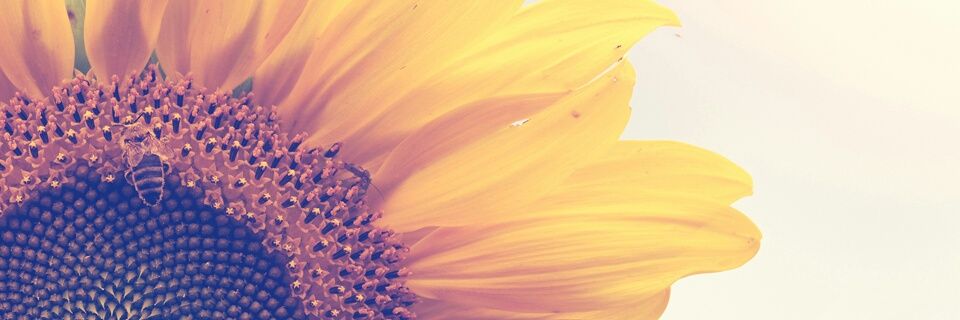 cherrybabiixox_'s profile banner image