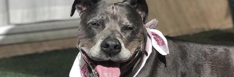 Beau Madison Rescue Network banner