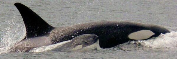 BlueCedarAngel Profile Banner