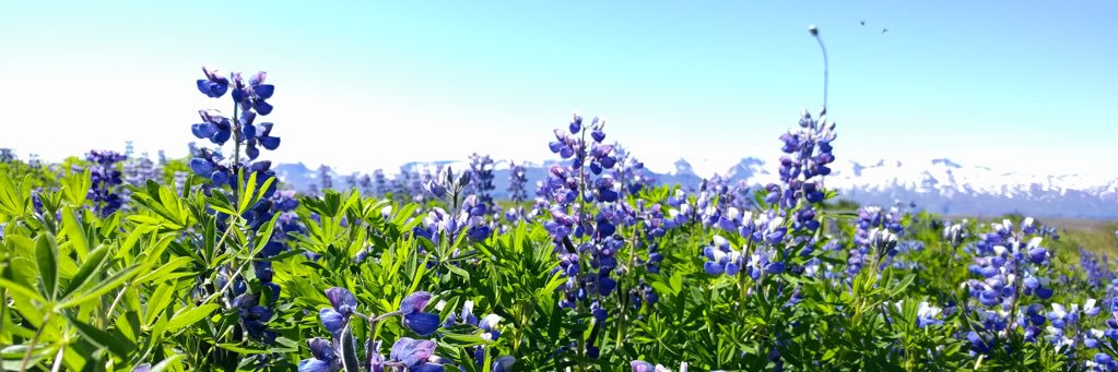 kat 李韵芝 banner