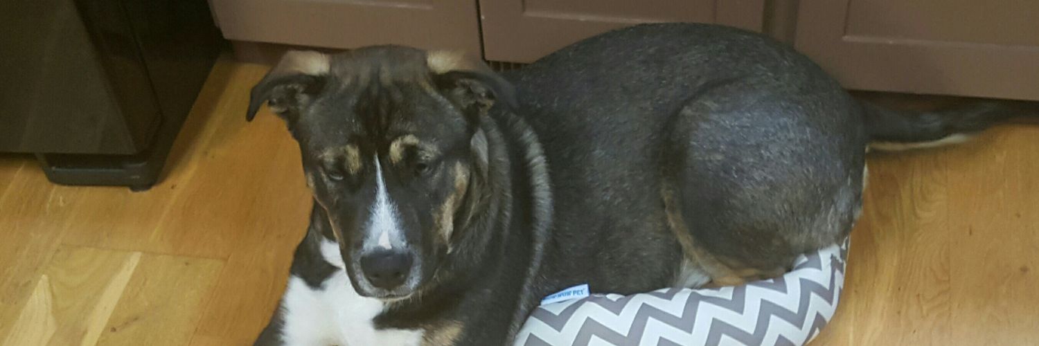 Elizabeth Moore Bareilles banner