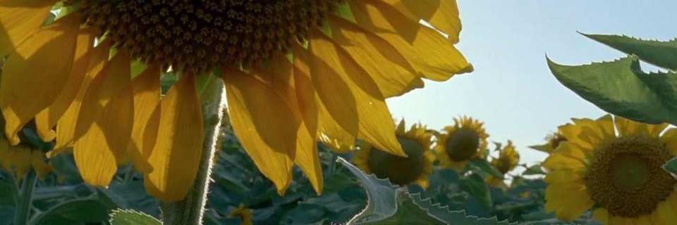 abnerarrais's profile banner image