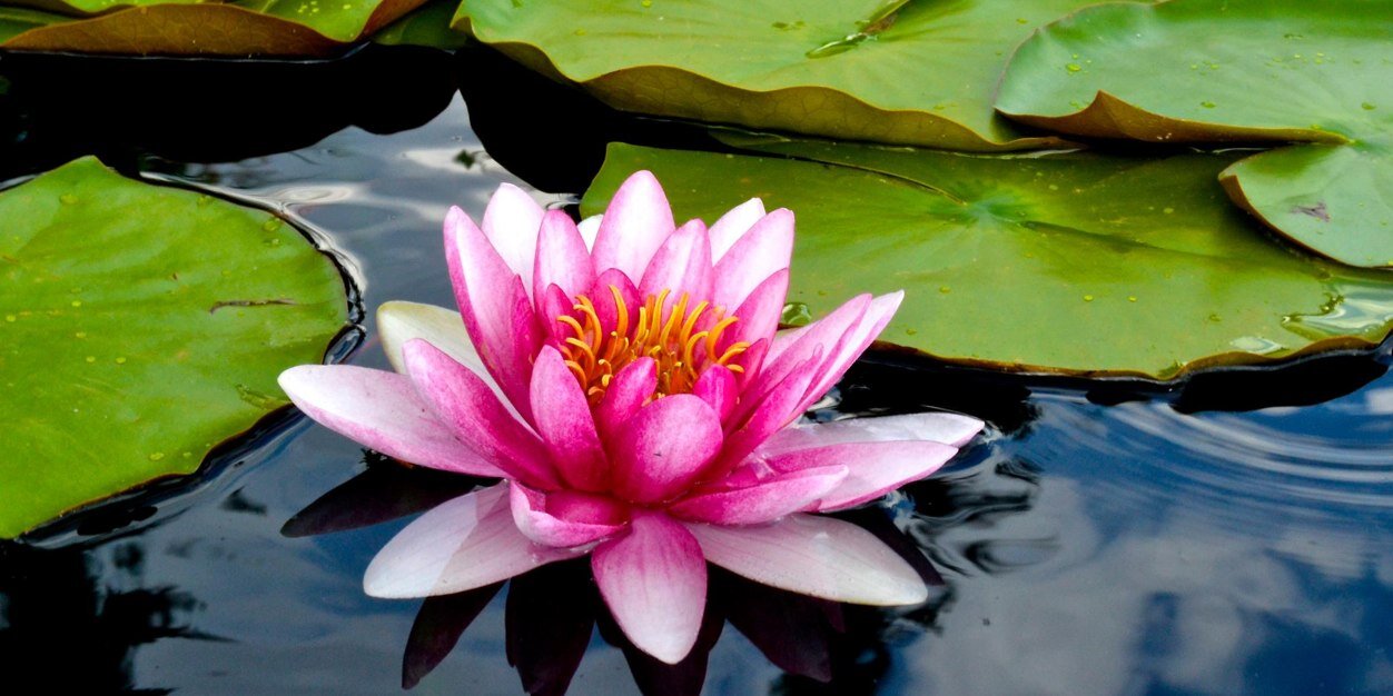 Carson Barbour banner