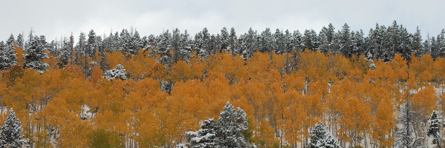RileyMagnussen's profile banner image