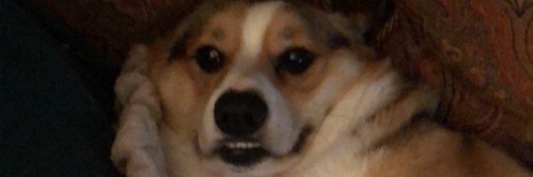 BrookeBohlen95's profile banner image