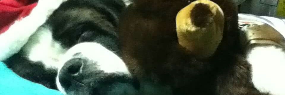 BCataro's profile banner image