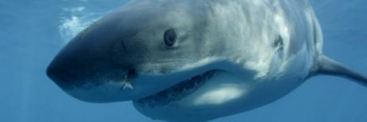 Red (she/her) banner