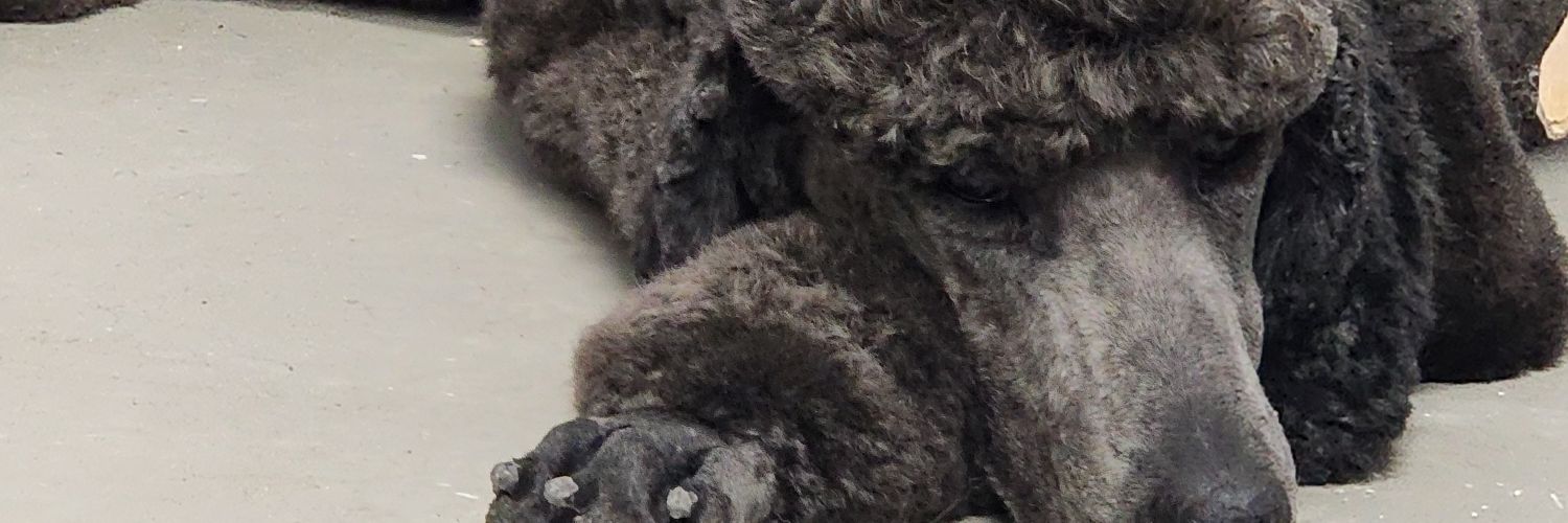 PrairieDOG Grooming Studios by DrK banner