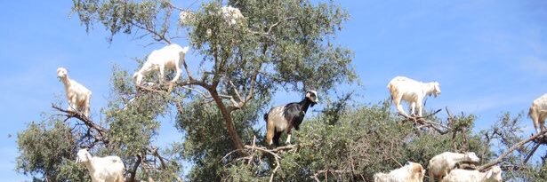 CSWDurhamGeog banner