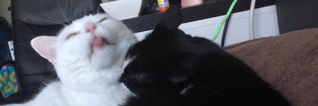 appletoasty's profile banner image