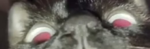 phenixperson's profile banner image
