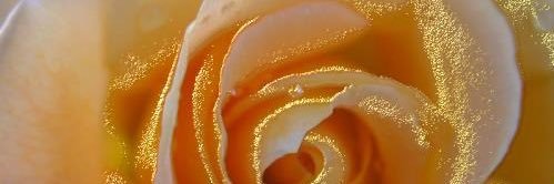 magaroniiii's profile banner image