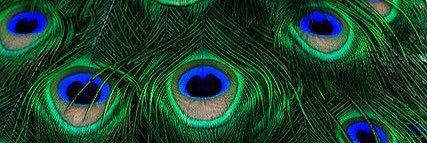 _anoMolly_'s profile banner image