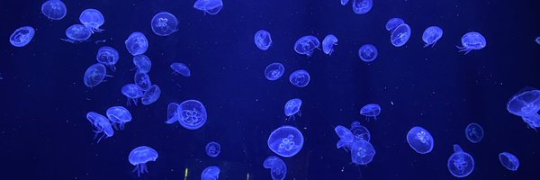 MahsaAhadi Profile Banner