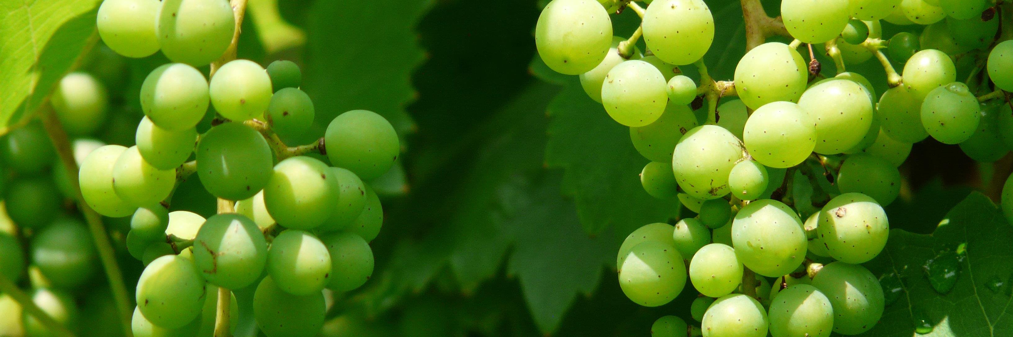 ennywinesltd's profile banner image