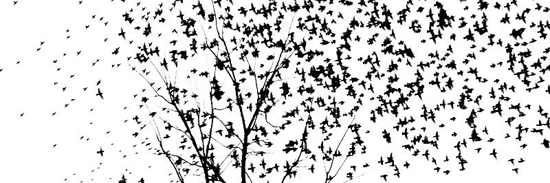 CARLOS FERRANDO banner