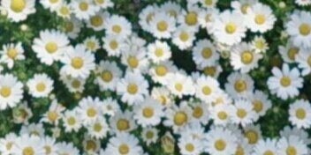 今はトマト banner