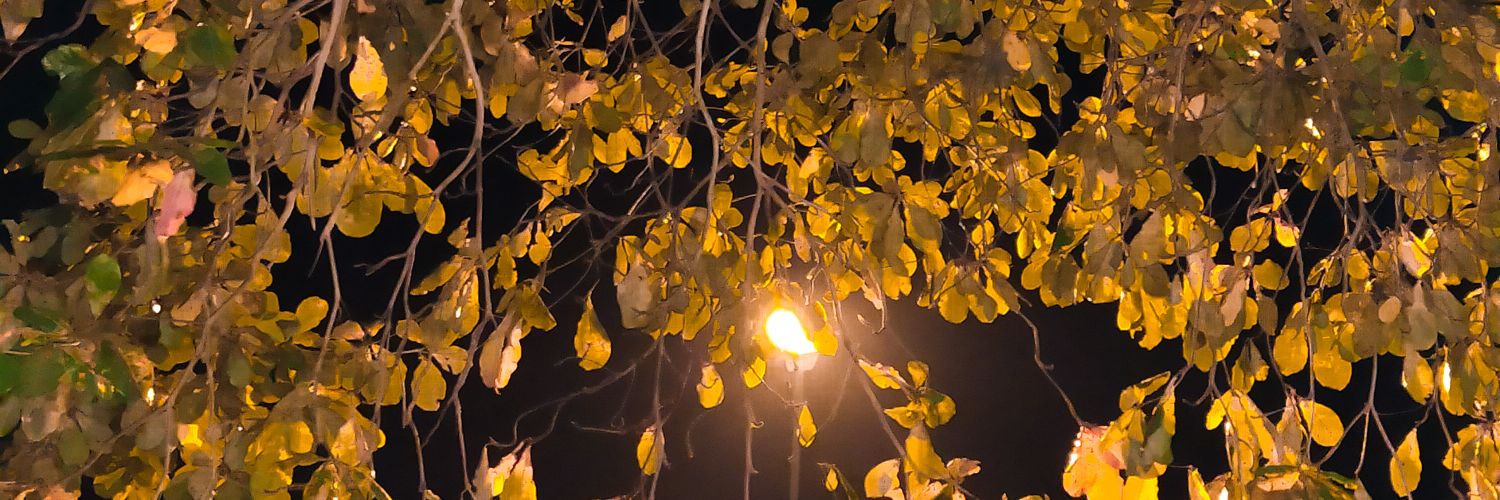 S E B E R R A 🌼 banner