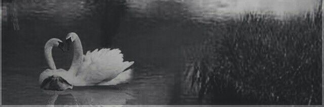 ilovejaybirdd's profile banner image