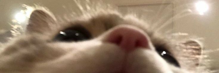madsfo's profile banner image