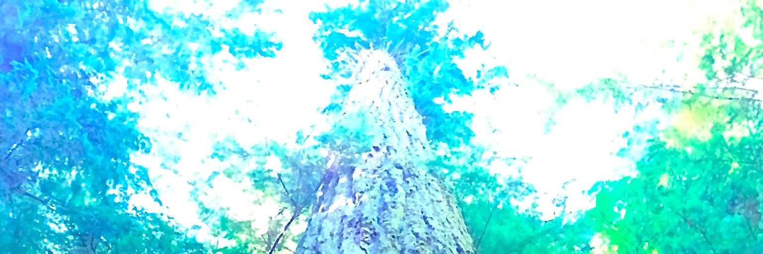 lisagshore1's profile banner image