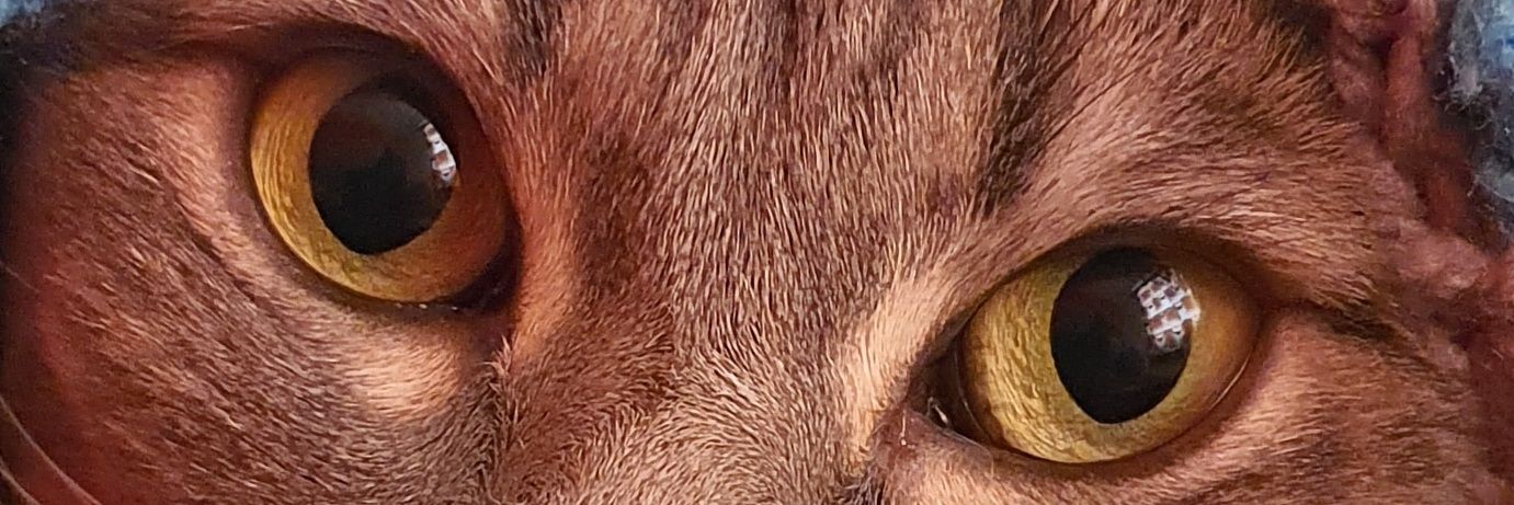 GwynMarchog's profile banner image