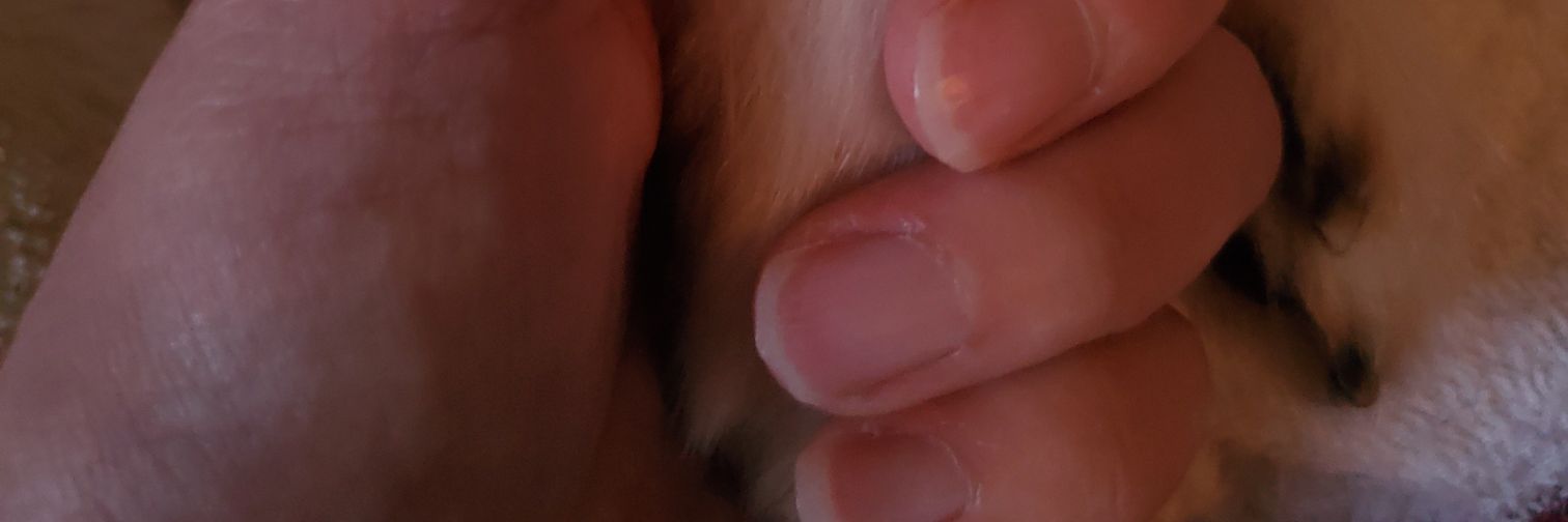 🐕‍🦺 パピ🌈と未来のパルママ みらみら🐕‍🦺 banner