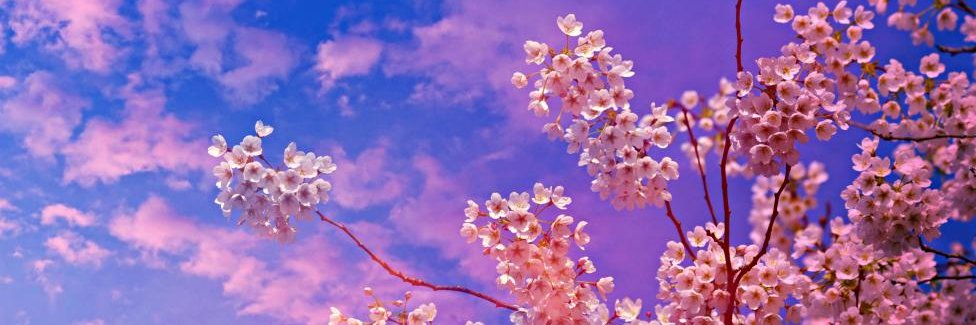 iraixmoshi's profile banner image