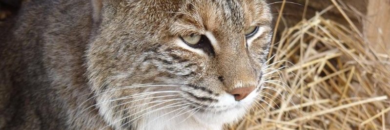 ZooKeeper_Kevin's profile banner image