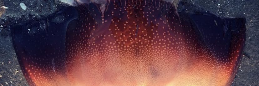 Shane Mitchell banner