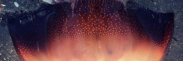 shanegoesforth Profile Banner