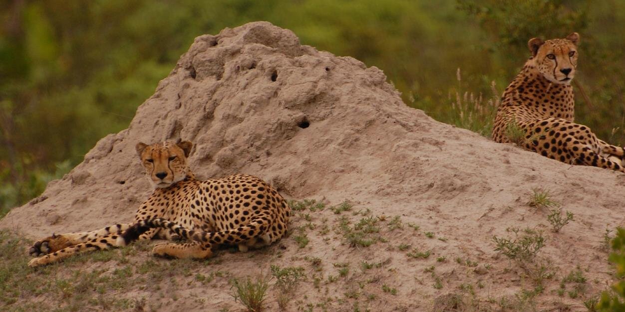 Dr. Laura Mitchell banner