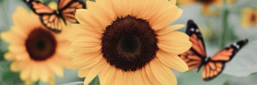 AlisonSoelberg's profile banner image