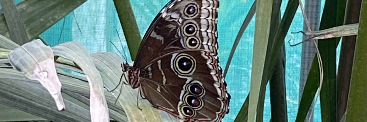 Dr Alison (Ali) Drewett banner