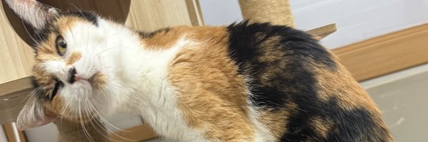 kagishippo2015 Profile Banner