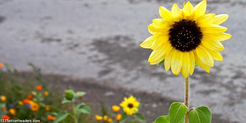 ShannonKaye79's profile banner image