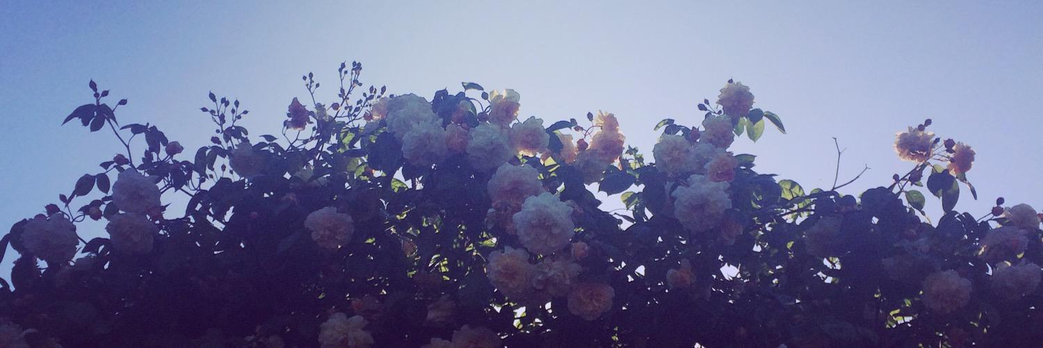 AbiRawlings's profile banner image