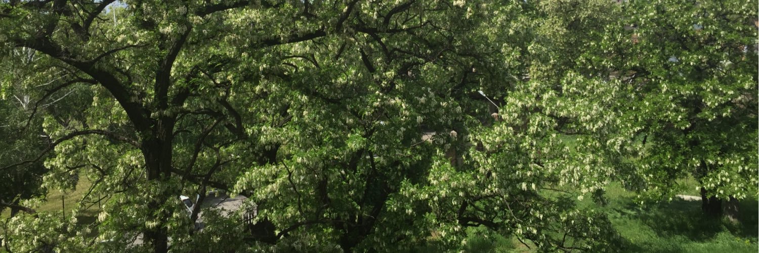 Alto_Stratus's profile banner image