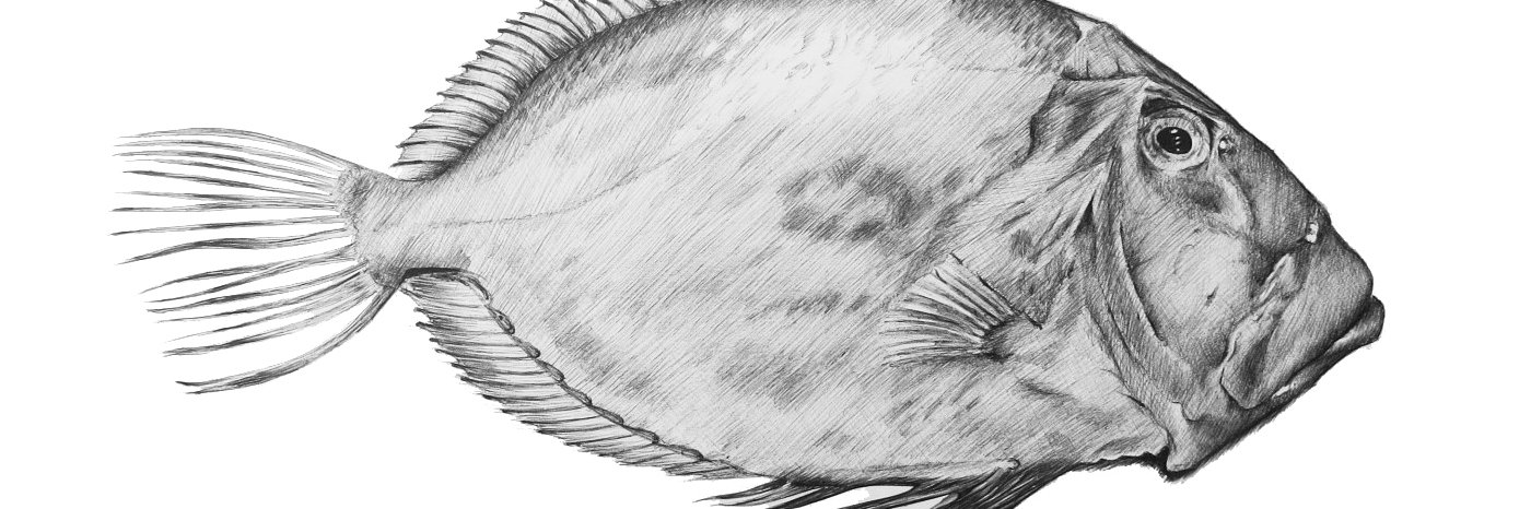 PrykesFish's profile banner image