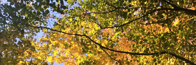 Marieke Rotman banner