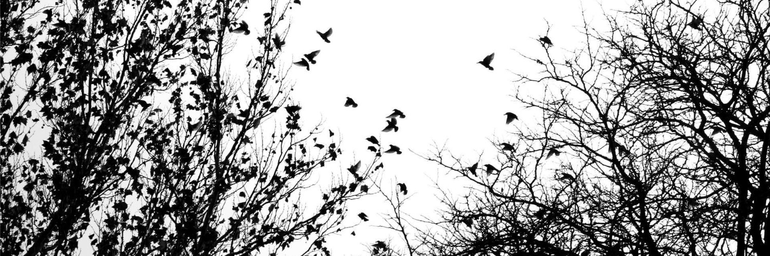 theseedbomb's profile banner image